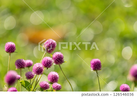 Flower (Globe Amaranth) purple color in garden 126546036