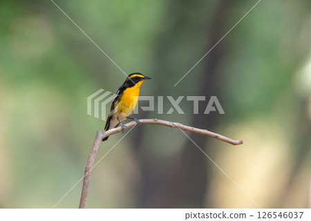 Bird (Narcissus Flycatcher) on tree in nature wild 126546037