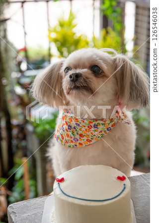 Dog so cute eat a birthday cake 126546038
