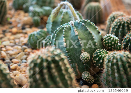 Cactus and Cactus flowers popular for decorative 126546039