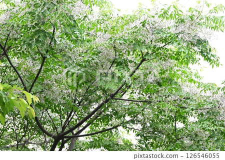 中國樹花/檀香 中國樹花/檀香 126546055