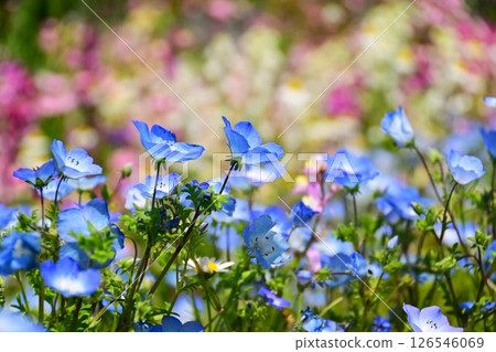 Nemophila 126546069