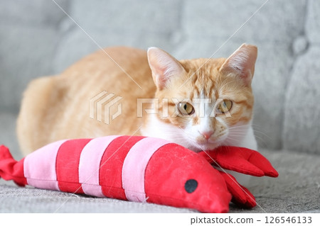 House cat, brown tabby House cat, brown tabby 126546133