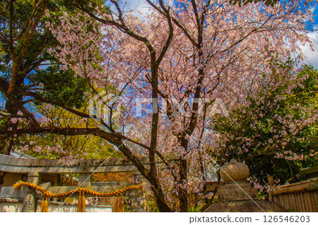 【京都風光】京都御苑～優雅的櫻花，撫慰心靈 126546203