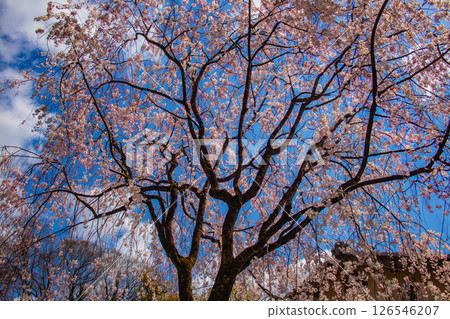 [Kyoto Scenery] Kyoto Gyoen - Elegant cherry blossoms that soothe the soul 126546207