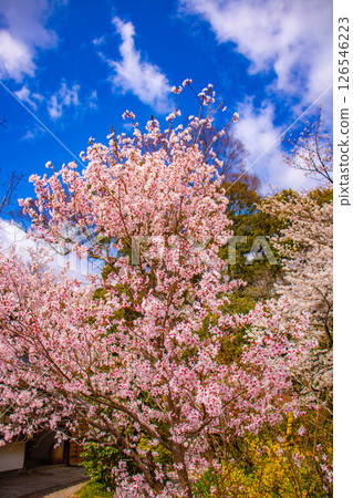 [Kyoto Scenery] Kyoto Gyoen - Elegant cherry blossoms that soothe the soul 126546223