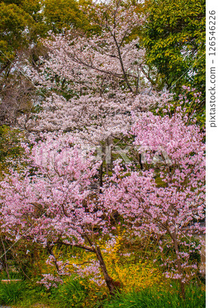 【京都風光】京都御苑~優雅的櫻花,撫慰心靈 【京都風光】京都御苑~優雅的櫻花,撫慰心靈 126546226