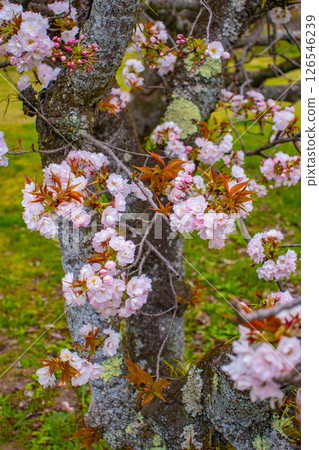 [Kyoto Scenery] Kyoto Gyoen - Elegant cherry blossoms that soothe the soul 126546239