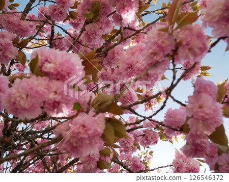 Cherry blossoms against the blue sky 126546372