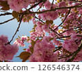 Cherry blossoms against the blue sky 126546374