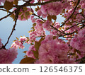 Cherry blossoms against the blue sky 126546375