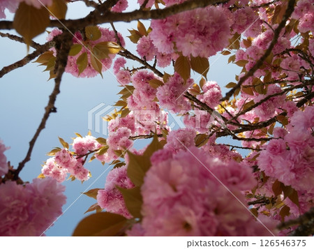 Cherry blossoms against the blue sky 126546375