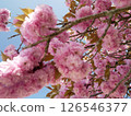 Cherry blossoms against the blue sky 126546377