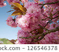 Cherry blossoms against the blue sky 126546378