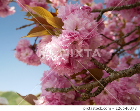 Cherry blossoms against the blue sky 126546378