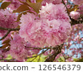 Cherry blossoms against the blue sky 126546379