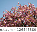 Cherry blossoms against the blue sky 126546380