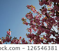 Cherry blossoms against the blue sky 126546381