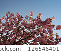 Cherry tree in full bloom  126546401