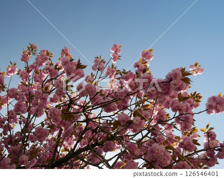 櫻花盛開 126546401