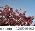 Cherry tree in full bloom  126546402