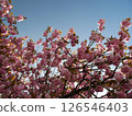Cherry tree in full bloom  126546403