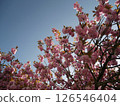 Cherry tree in full bloom  126546404