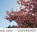 Cherry tree in full bloom  126546405