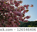 Cherry tree in full bloom  126546406
