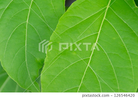 Greenery background of nature plant and leaf Greenery background of nature plant and leaf 126546420