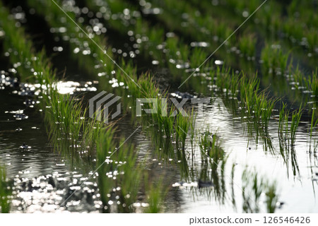 Nature of rice field on rice paddy Nature of rice field on rice paddy 126546426