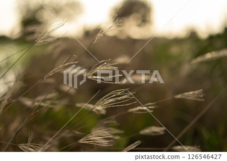 Nature of grass field, flower grass with sunlight 126546427