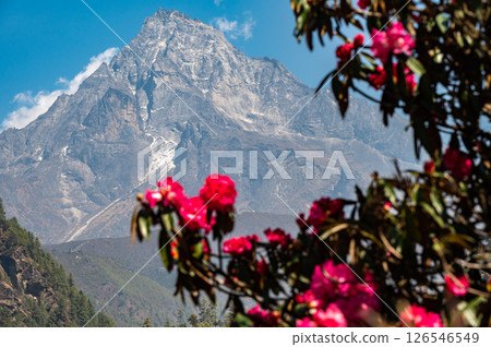 Mt.Khumbila (5,761 m) with Rhododendron flowers. This mountain translated as "God of Khumbu" in the Khumbu region of Eastern Nepal. The mountain is considered home to the patron God of the local area. 126546549