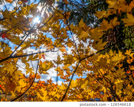 From inside the autumn mountains ~ Clear autumn sky ~ 126546618