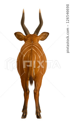 邦戈鼓的背面 126546698