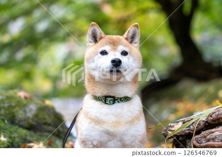 一隻可愛的柴犬在山間溪流中享受秋天。柴犬茜 一隻可愛的柴犬在山間溪流中享受秋天。柴犬茜 126546769