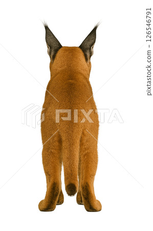 獰貓背影 126546791