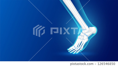 Ankle bone and joint cartilage side on blue background with copy space for text. Human skeleton anatomy healthy. Medical health care science concept. Realistic 3D vector. 126546850