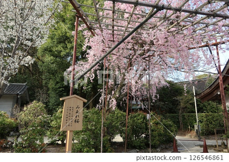 Cherry blossoms at Kamigamo Shrine (Kamo Taisha), a World Heritage Site in Kyoto 126546861