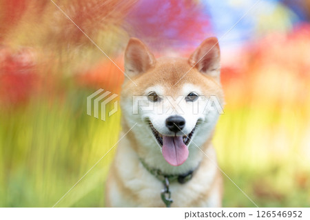 Shiba Inu on a background of red spider lilies Cute Shiba Inu Shiba Inu Akane 126546952