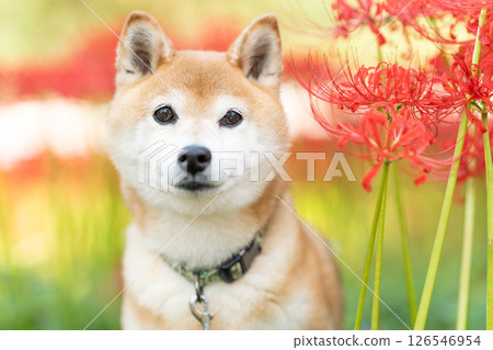 Shiba Inu on a background of red spider lilies Cute Shiba Inu Shiba Inu Akane 126546954