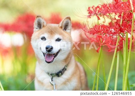 Shiba Inu on a background of red spider lilies Cute Shiba Inu Shiba Inu Akane Shiba Inu on a background of red spider lilies Cute Shiba Inu Shiba Inu Akane 126546955