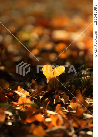Heart-shaped ginkgo leaves found in an autumn park Heart-shaped ginkgo leaves found in an autumn park 126546995