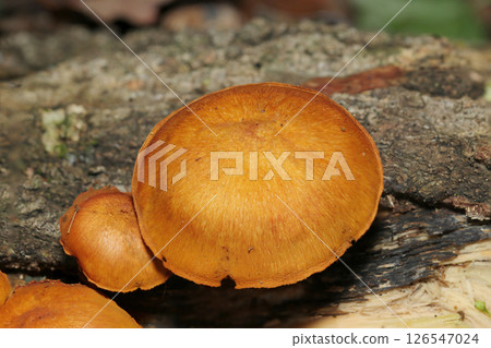 Bright golden brown adult Scutellaria mushrooms growing on rotting wood (macrophotography in natural environment) Bright golden brown adult Scutellaria mushrooms growing on rotting wood (macrophotography in natural environment) 126547024