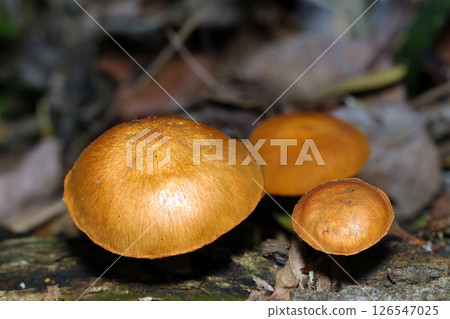 Bright golden brown adult Scutellaria mushrooms growing on rotting wood (macrophotography in natural environment) 126547025