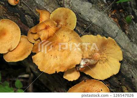 腐木上成簇生長的陳年黃芩蘑菇（自然環境中的微距攝影） 126547026
