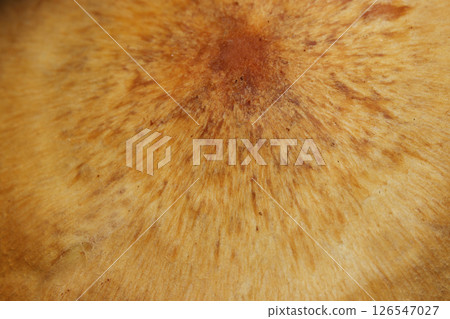 Close-up image of the cap and scale pattern of a mushroom of the Scutellaria genus (macro photography in a natural environment) 126547027
