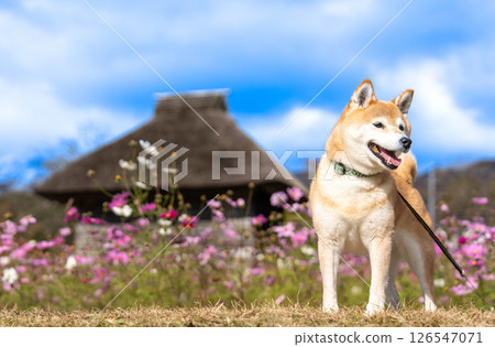 Shiba Inu with Japanese house background Cute Shiba Inu Shiba Inu Akane 126547071