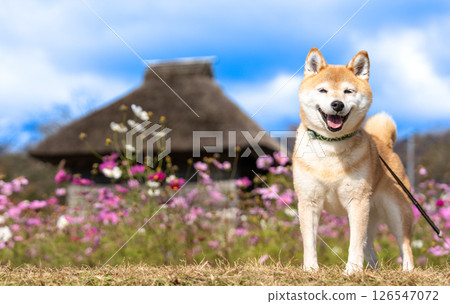 日式房屋背景的柴犬 可愛的柴犬 柴犬 Akane 日式房屋背景的柴犬 可愛的柴犬 柴犬 Akane 126547072