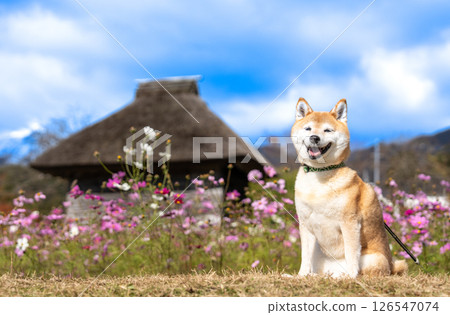 Shiba Inu with Japanese house background Cute Shiba Inu Shiba Inu Akane 126547074